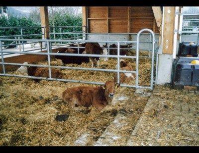 Tiefstreu FlÃ¤che2.jpg