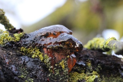 Bildla Nummä 009.jpg