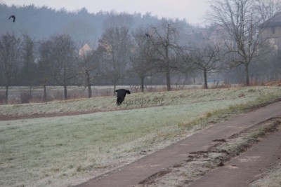 Bildla Nummä 014.jpg