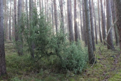 Bildla Nummä 025.jpg