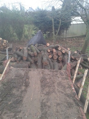 Zuhause am Holzplatz leere Karre.jpg