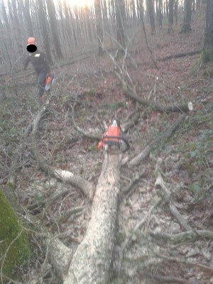 Baum liegt am Boden ,Krone..jpg