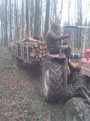 Abfahrt nach Hause im Wald.jpg