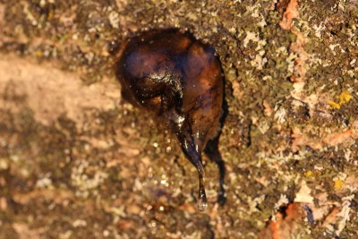 Bildla Nummä 054.jpg