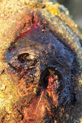 Bildla Nummä 055.jpg