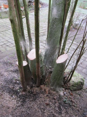 Bildla Nummä 001.jpg