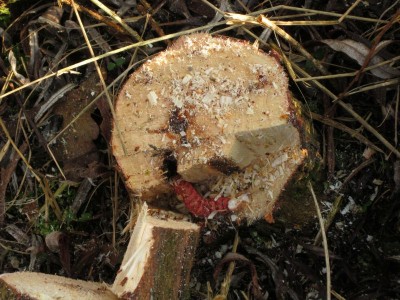 Bildla Nummä 002.jpg