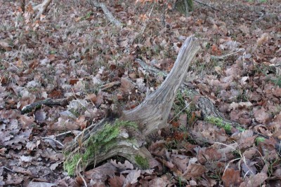 Bildla Nummä 003.jpg