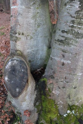 Bildla Nummä 006.jpg