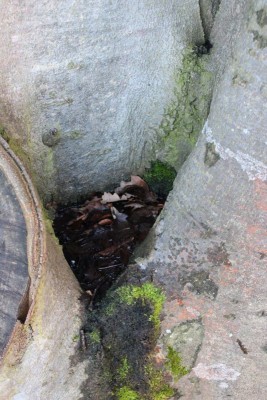 Bildla Nummä 007.jpg