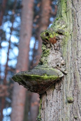 Bildla Nummä 009.jpg