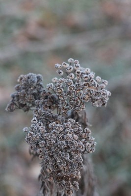 Bildla Nummä 012.jpg