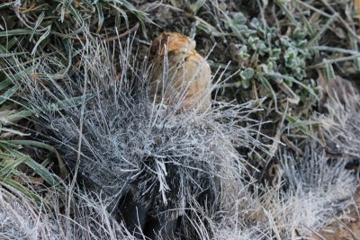 Bildla Nummä 014.jpg