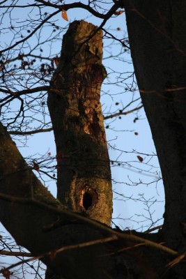 Bildla Nummä 025.jpg