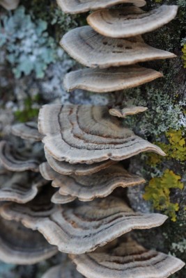 Bildla Nummä 026.jpg