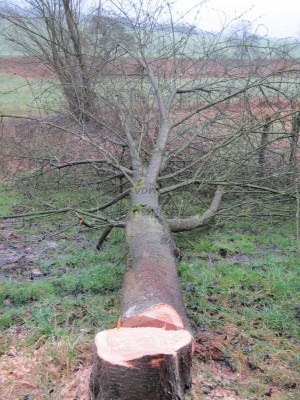 Bildla Nummä 001.jpg