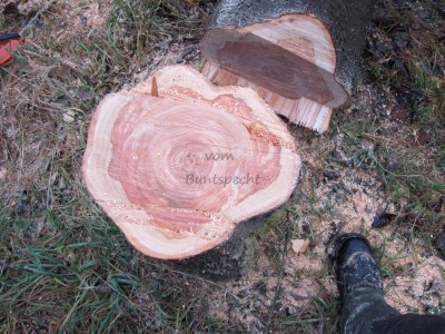 Bildla Nummä 003.jpg