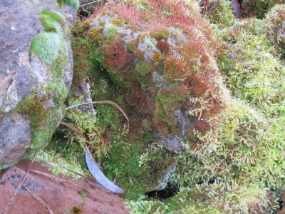 Bildla Nummä 010.jpg