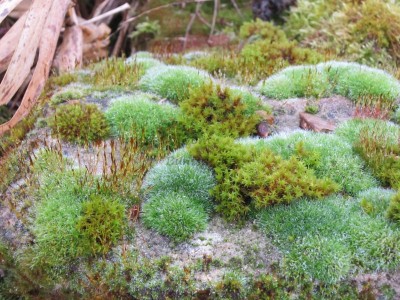 Bildla Nummä 011.jpg