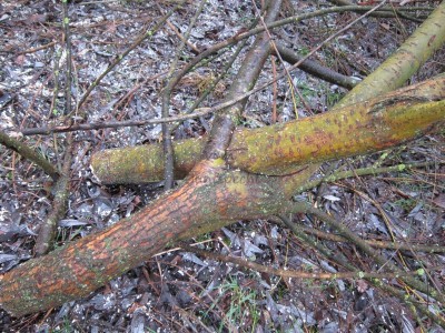 Bildla Nummä 012.jpg