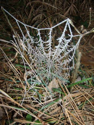 Eisspinnennetz.jpg