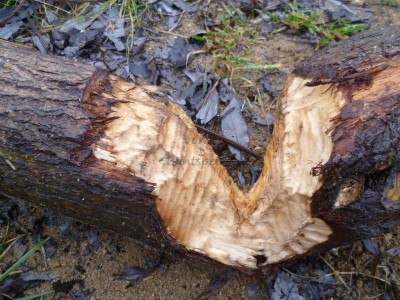 Bildla Nummä 003.jpg