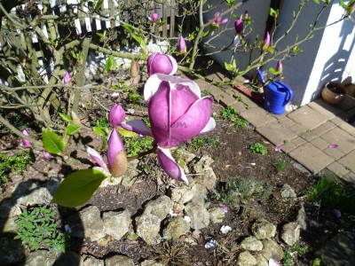 Bildla Nummä 001.jpg