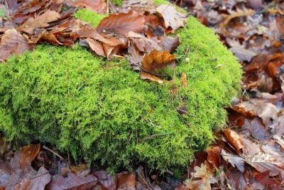 Bildla Nummä 005.jpg