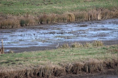 Bildla Nummä 006.jpg