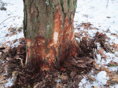 Bildla Nummä 002.jpg