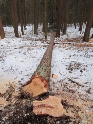 Bildla Nummä 003.jpg