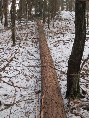 Bildla Nummä 009.jpg