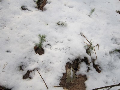 Bildla Nummä 011.jpg