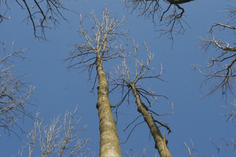 Holz spalten - 02.jpg