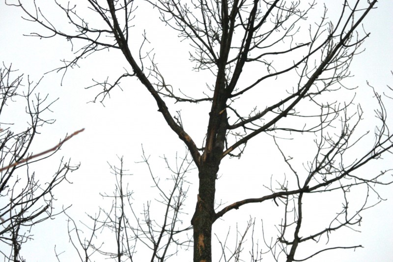 Holz spalten - 01.jpg