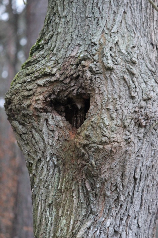 Bildla Nummä 012.jpg