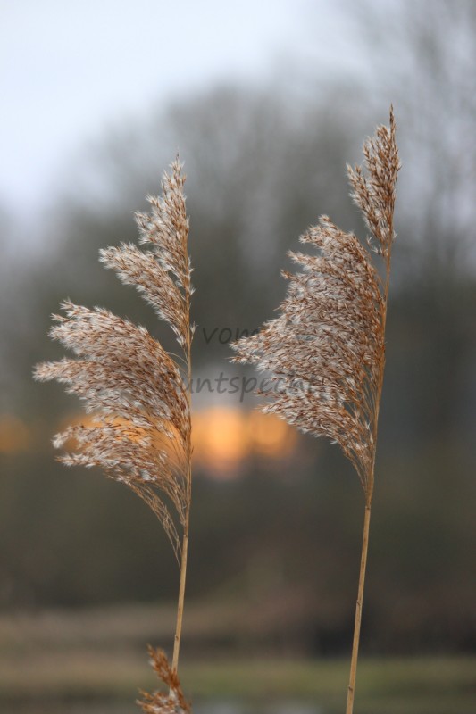 Bildla Nummä 013.jpg