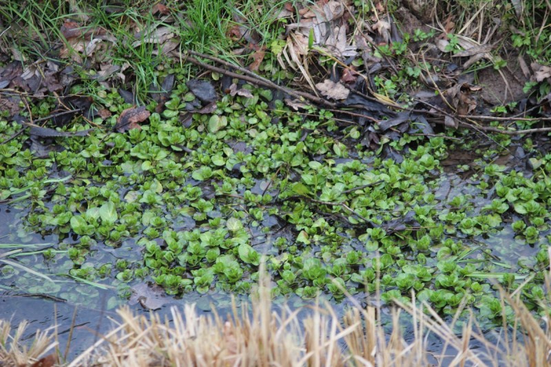 Bildla Nummä 016.jpg