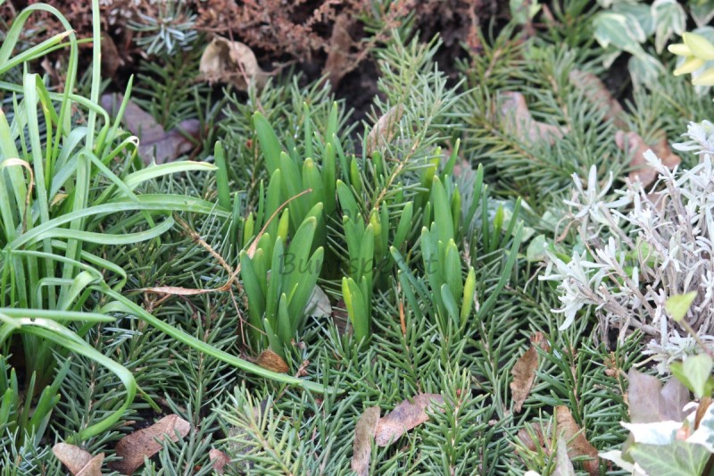 Bildla Nummä 017.jpg