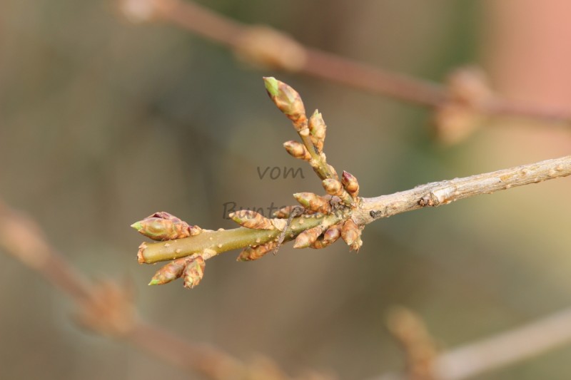 Bildla Nummä 020.jpg