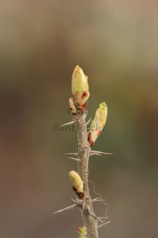 Bildla Nummä 021.jpg