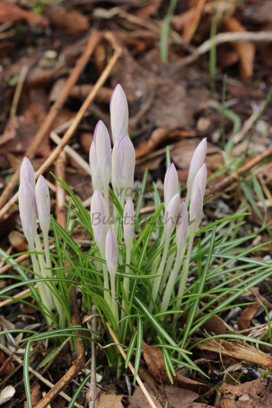 Bildla Nummä 022.jpg