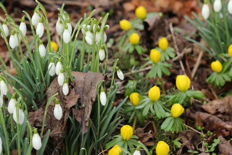 Bildla Nummä 023.jpg