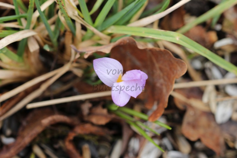 Bildla Nummä 024.jpg