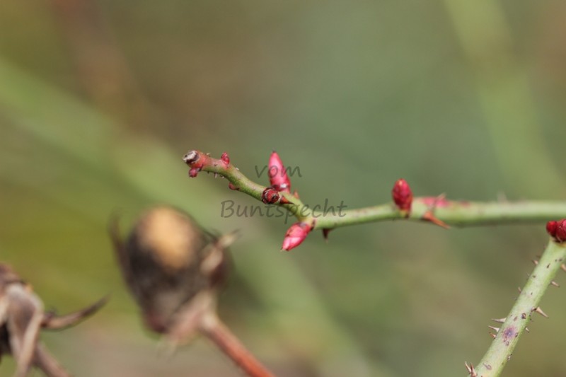 Bildla Nummä 025.jpg