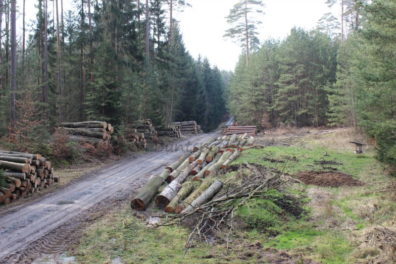 Bildla Nummä 007.jpg