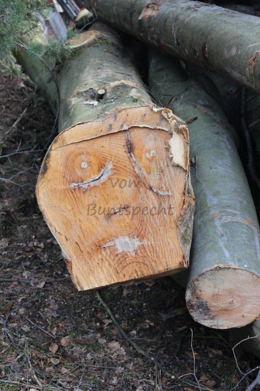 Bildla Nummä 009.jpg