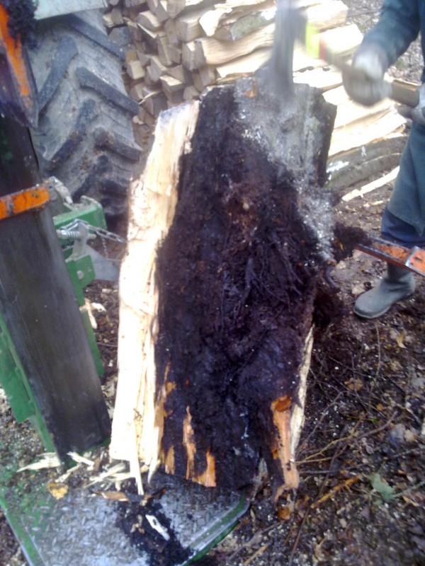 Fällung 22er  001.jpg