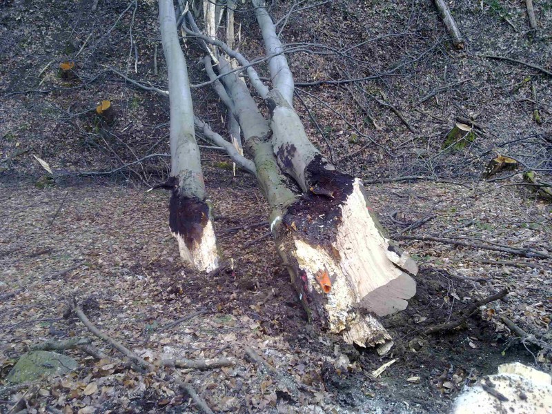 Fällung 22er  002.jpg