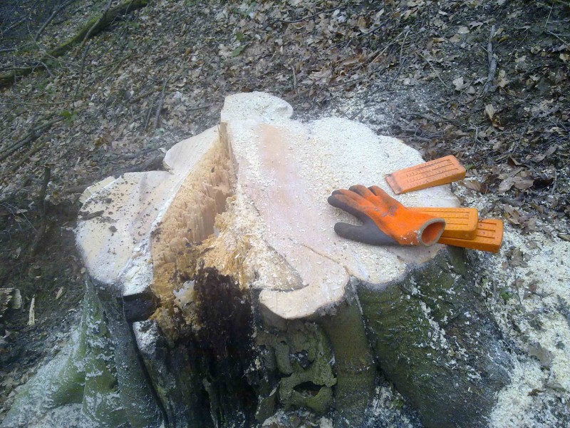 Fällung 22er  003.jpg